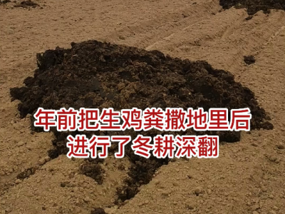 年前用了生鸡粪现在怎么办？ ()