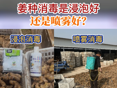姜种消毒是浸泡好还是喷雾好？ ()