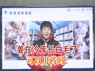 生姜在冷库长白毛了可以用药吗？ ()