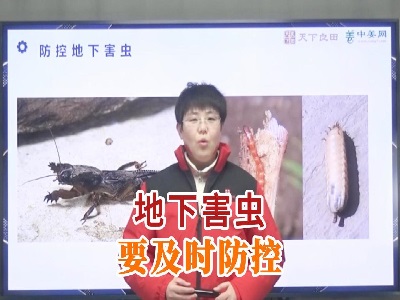 地下害虫要及时防控 ()