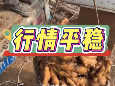 2月27日 安丘黑埠子（行情平稳 ） ()