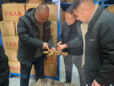 冷库姜可以做姜种吗？ ()