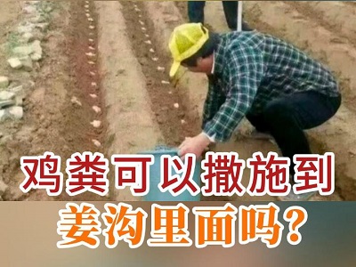 鸡粪可以撒施到姜沟里面吗？ ()