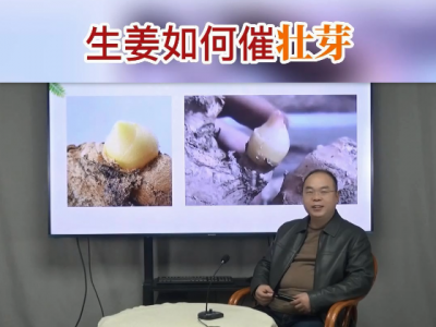 生姜如何催壮芽？ ()