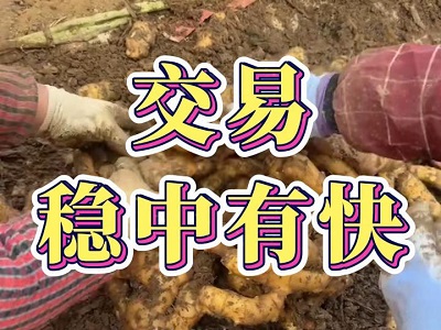 2月28日 安丘黑埠子（稳中有快 ） ()