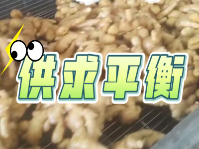 2月28日 生姜价格行情（供求平衡） ()