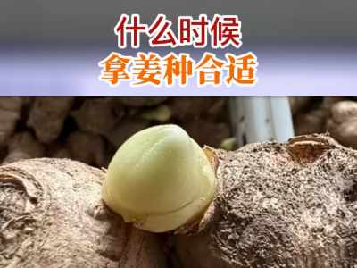 什么时候拿姜种合适？ ()