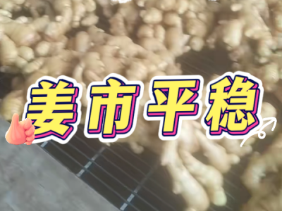 3月1日 生姜价格行情（姜市平稳） ()
