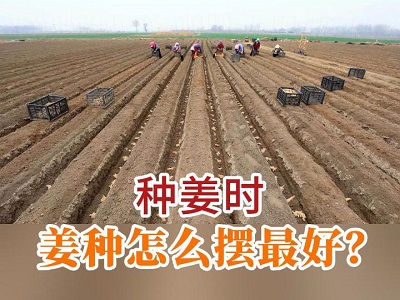 种姜时姜种怎么摆最好？ ()