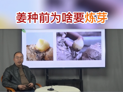 姜种前为啥要炼芽？ ()