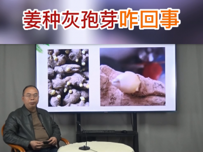 姜种灰孢芽咋回事？ ()