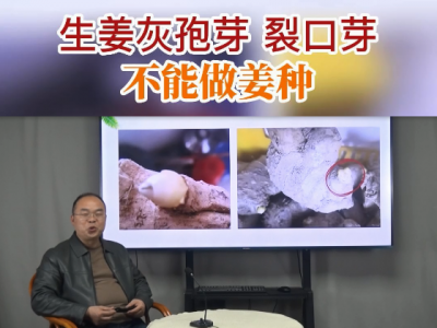 灰孢芽、裂口芽不能做姜种 ()