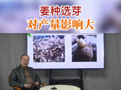 姜种选芽对产量影响大 ()