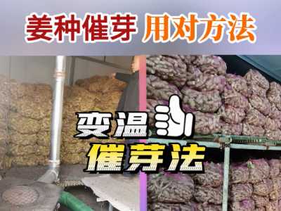 姜种催芽用对方法 ()