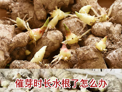 生姜催芽时长水根了怎么办？ ()