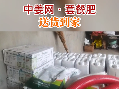 姜种前为啥要炼芽？ ()