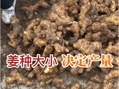 姜种大小 决定产量 ()