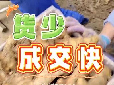 3月4日 安丘黑埠子（成交快） ()