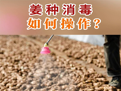 姜种消毒如何操作？ ()