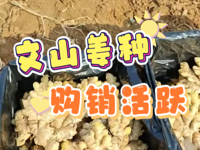 3月5日 生姜价格行情（文山姜种，购销活跃） ()