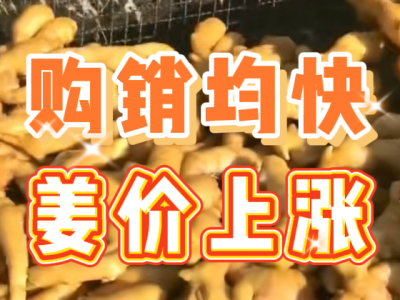 3月6日 生姜价格行情（购销均快，姜价上涨） ()