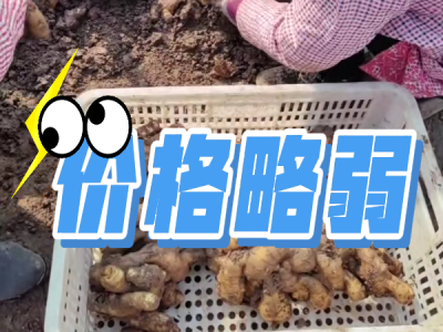 3月6日 安丘黑埠子（价格略弱） ()