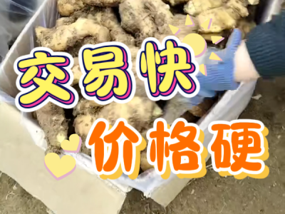 3月8日 安丘黑埠子（交易快，价格硬） ()