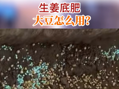 生姜底肥大豆怎么用？ ()