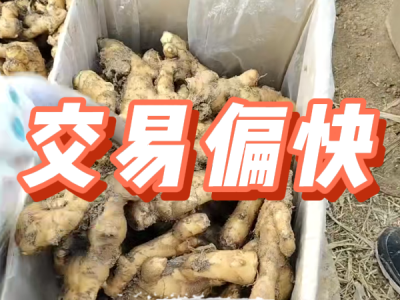 3月10日 安丘黑埠子（交易偏快） ()