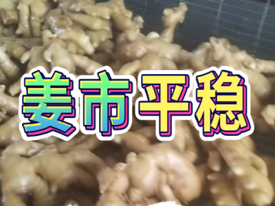 3月11日 生姜价格行情（姜市平稳） ()