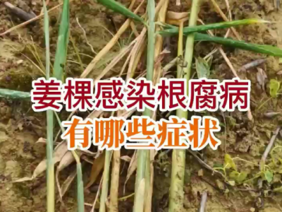 姜棵感染根腐病有哪些症状？ ()