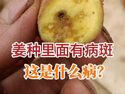 姜种里面有病斑这是什么病？ ()