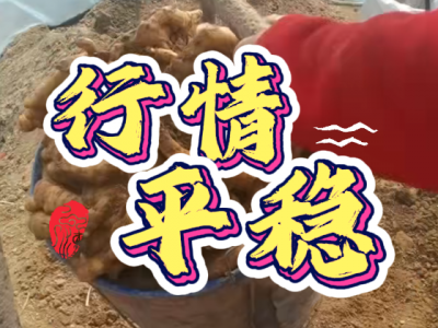 3月11日 安丘黑埠子（行情平稳） ()