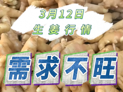3月12日 生姜价格行情（需求不旺） ()