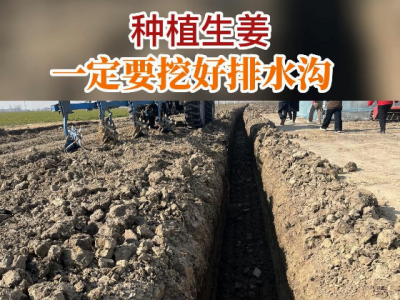 种植生姜一定要挖好排水沟 ()