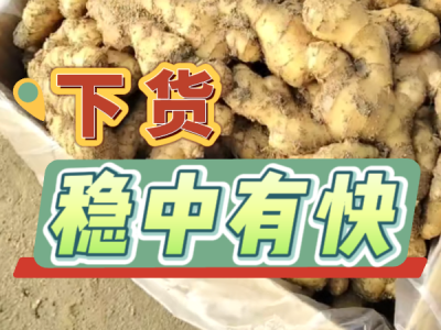 3月12日 安丘黑埠子（下货稳中有快） ()