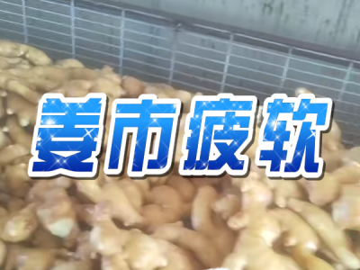 3月13日 生姜价格行情（姜市疲软） ()