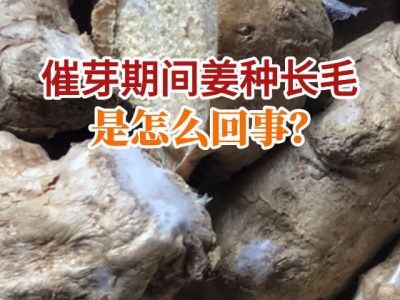 催芽期间姜种长毛是怎么回事？ ()
