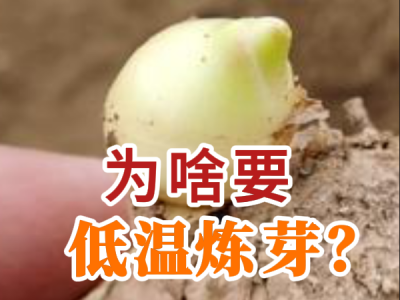 为啥要低温炼芽？ ()