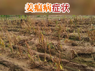 姜瘟病症状 ()