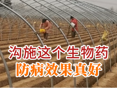沟施这个生物药 防病效果真好 ()