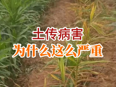 土传病害为什么这么严重？ ()