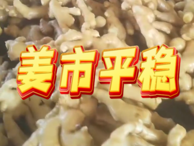 3月15日 生姜价格行情（姜市平稳） ()