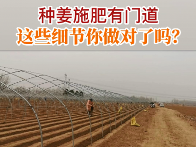 种姜施肥有门道 这些细节你做对了吗？ ()
