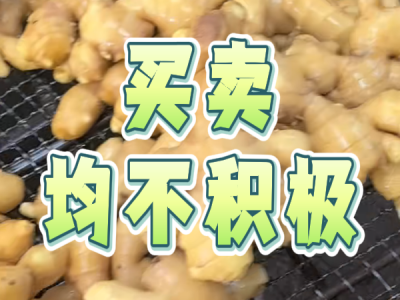 3月17日 生姜价格行情（买卖均不积极） ()