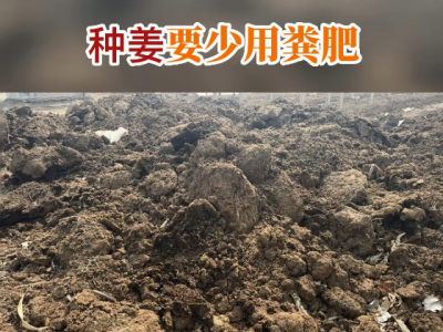 种姜要少用粪肥 ()