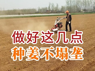 做好这几点种姜不塌垄 ()