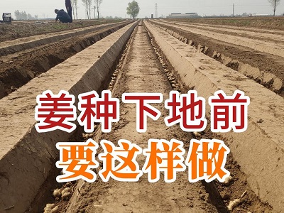 姜种下地前要这样做 ()