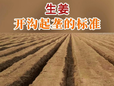 生姜开沟起垄的标准 ()