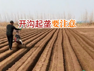 开沟起垄要注意 ()